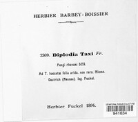 Diplodia taxi image